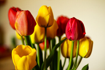 bouquet of flowers tulips
