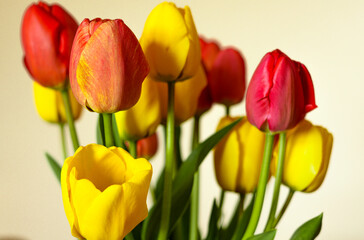 bouquet of flowers tulips
