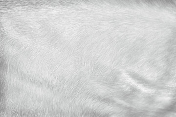 Fototapeta na wymiar White gray horse fur soft texture line patterns natural for light background