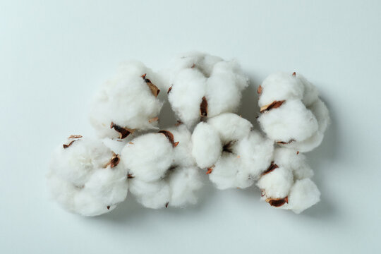 Cotton plant flowers on white background, close up © Atlas