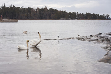 White swans and seagulls swim on the beach.