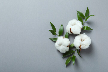 Cotton plant flowers and leaves on gray background