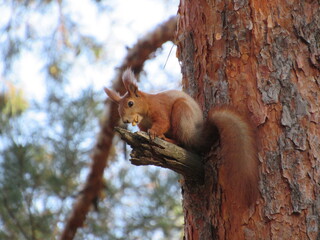 Squirrel with a nut on a branch