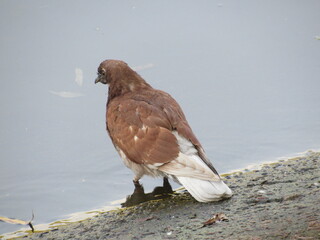 pigeon on the water