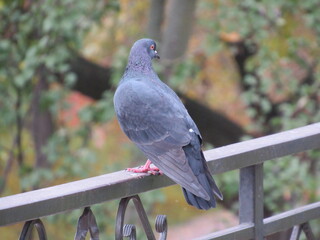 Dove on the fence