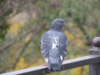 Dove on the fence