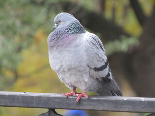 Dove on the fence