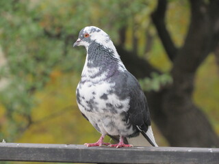 Dove on the fence