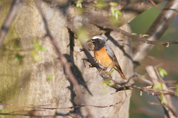 Gartenrotschwanz (Phoenicurus phoenicurus) Männchen in der Oberlausitz.