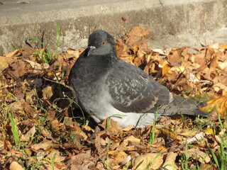 pigeons in the park