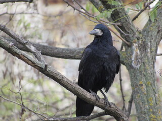 crow on a tree