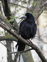 crow on a tree