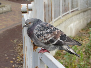 Dove on the fence