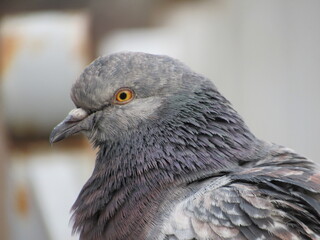 pigeon close up
