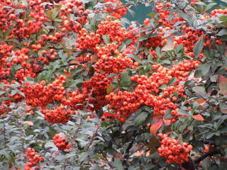 red owan bush