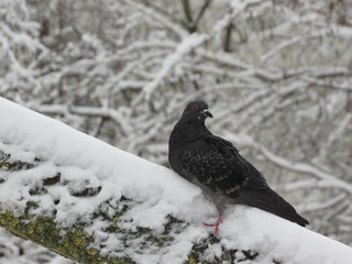 Deep on the roof in winter