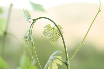Close up shot of a green vine leaf