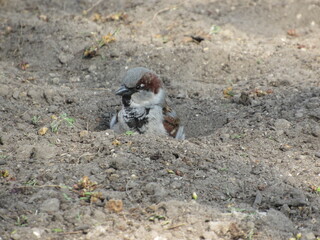 Sparrow on the sand