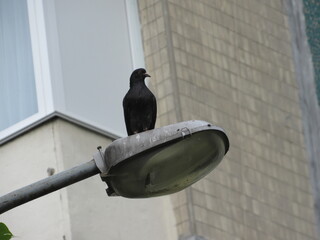 pigeon on the roof