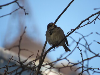 Gray sparrow on a branch