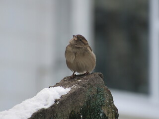 Sparrow on a stone in winter
