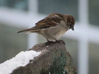 Sparrow on a stone in winter