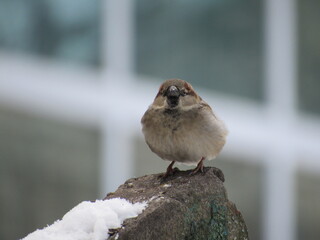 Sparrow on a stone in winter