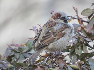 Gray sparrow on a branch