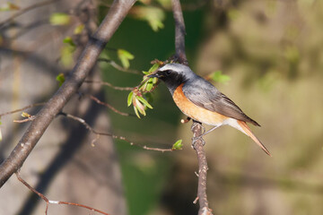 Gartenrotschwanz (Phoenicurus phoenicurus) Männchen in der Oberlausitz.