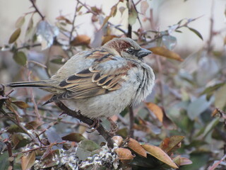 Gray sparrow on a branch