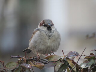 Gray sparrow on a branch