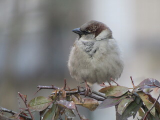 Gray sparrow on a branch