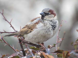 Gray sparrow on a branch