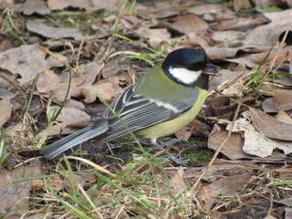 Titmouse on a branch