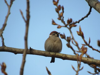 robin on a branch