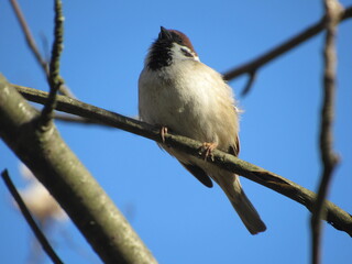 Gray sparrow on a branch
