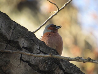 robin on a branch