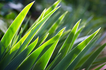 Texture formed by spiky leaves of sunlit iris on a blurred dark green background