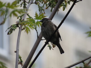 Gray sparrow on a branch
