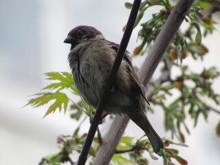 Gray sparrow on a branch