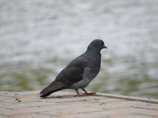 pigeon on the water 