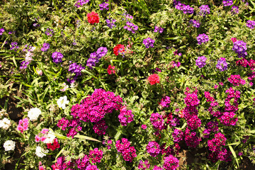 Garden colorful flowers on a flowerbed