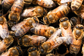 Golden honeycomb with bees