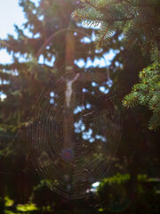 spider web in the morning
