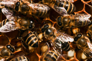 Golden honeycomb with bees