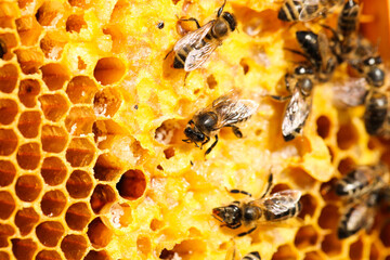 Golden honeycomb with bees