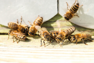 Bees fly into a wooden bee hive