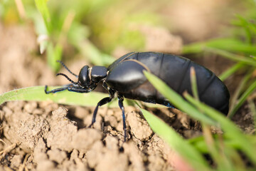 Black beetle in the grass