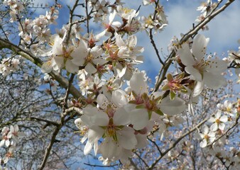 Beautiful tender tree blossom in sunlight, floral background, spring blooming white and pink flowers. Cherry or Apple blossoms in a Country Cottage Garden. Shot with a selective focus, close up.