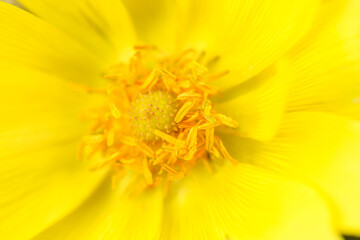 Yellow adonis flower